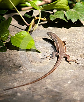 Malta Wall Lizard