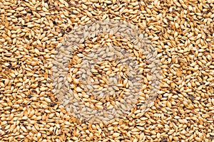 Malted Barley