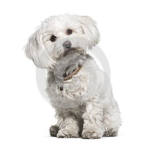 Maltese, 1 year old, sitting against white background