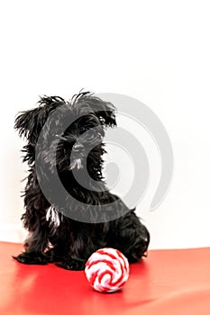 Maltese black dog