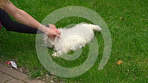 Maltese bolonka on a walk in the Park. girl stroking a small dog.