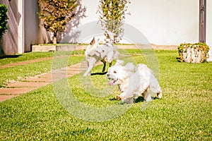Maltese and border collie dog running on the grass