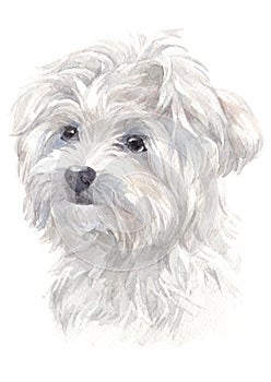 Maltese breed of white dog water colour painting 024