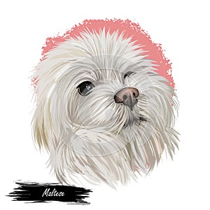 Maltese canis familiaris maelitacus, toy dog digital art illustration. Small pet originated in Italy, Italian breed