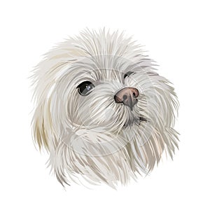 Maltese canis familiaris maelitacus, toy dog digital art illustration. Small pet originated in Italy, Italian breed. Purebred