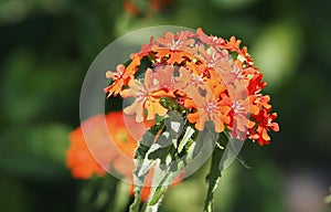 Maltese cross Flower Or Silene Chalcedonica In Bloom In Summer