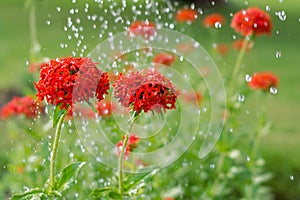 Maltese cross flowers under raindrops blooming in the green background