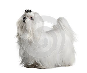 Maltese dog, 1 year old, standing photo