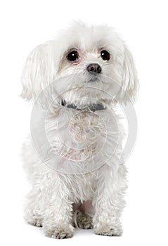 Maltese dog