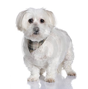 Maltese dog (13 years)