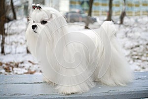 Maltese Dog