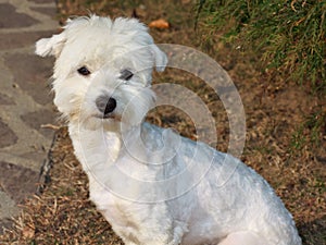 Maltese dog