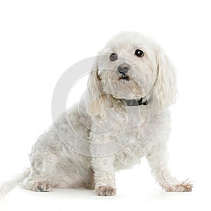 Maltese dog