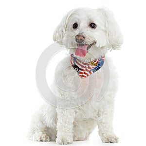 Maltese dog photo