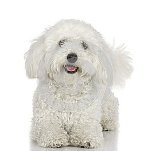 Maltese dog