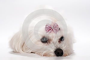 Maltese dog with