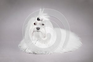 Maltese dog