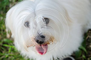 Maltese dog