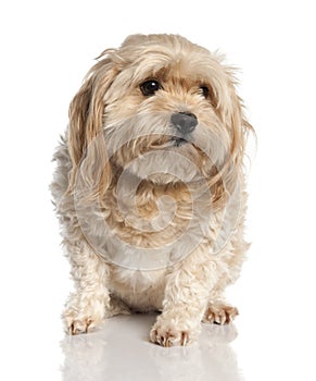 Maltese dog (7 years old)