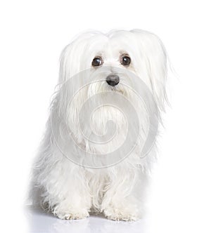 Maltese dog (8 years)