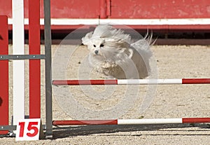 Maltese dog in agility