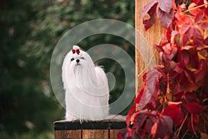 Maltese dog with beautiful grooming on a wooden bench in autumn. Beautiful landscape in a rustic style