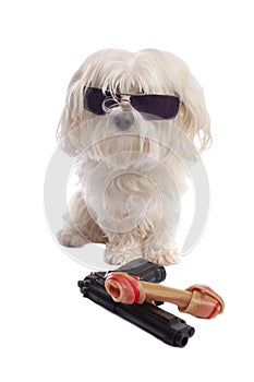 Maltese dog with a bone photo
