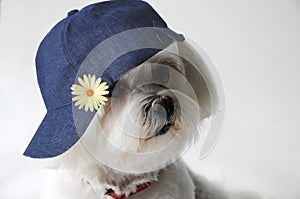 Maltese dog with cap