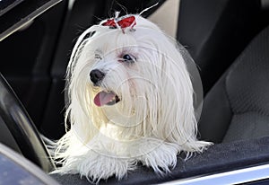 Maltese dog in the car looking out the window