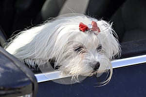 Maltese dog in the car looking out the window