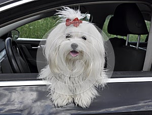 Maltese dog in the car looking out the window