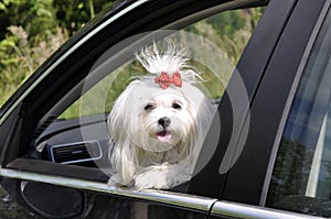 Maltese dog in the car looking out the window