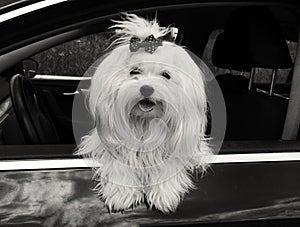 Maltese dog in the car looking out the window,.black and white image