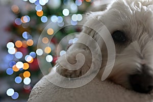 Maltese dog and Christmas lights