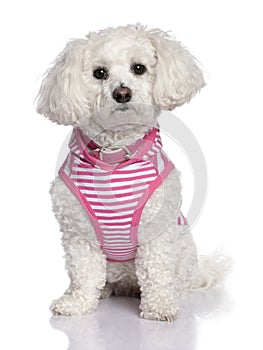 Maltese dog dressed-up 3 years old