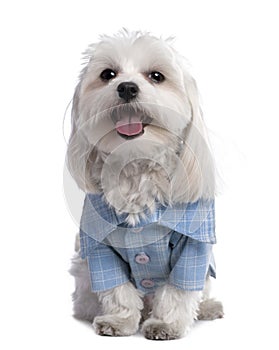 Maltese dog dressed-up with a shirt (17 months old