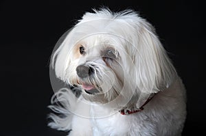 Maltese dog with freshly washed and cut hair