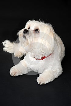 Maltese dog with freshly washed and cut hair