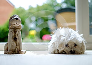 Maltese Dog and Friend