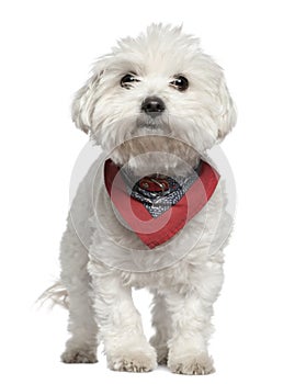 Maltese dog in handkerchief, 3 years old, standing photo
