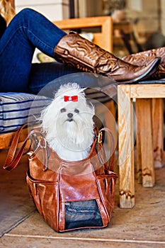 Maltese Dog in Leather Carrying Case