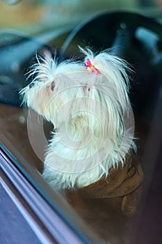 Maltese dog looking inside a vehicle