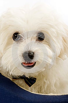 Maltese dog lying in in a puppy bed