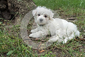 Maltese dog