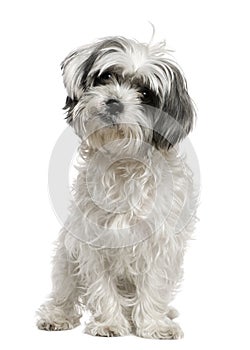 Maltese dog mixed with a Shih Tzu, 3 years old photo