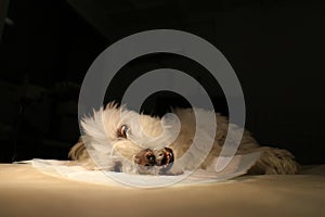 Maltese dog in narcosis