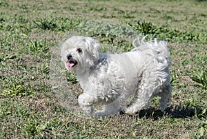 Maltese dog in obedience