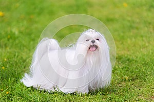 Maltese dog in the park