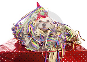 Maltese dog with party hat