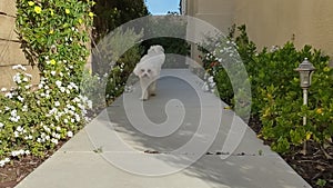 Maltese dog pet running out of home down path entrance to camera, low view
